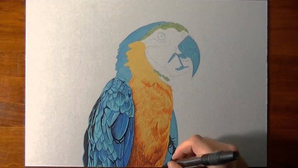 Попугай фломастерами для детей