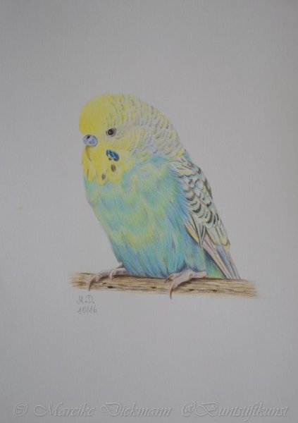 Волнистый попугай цветными карандашами