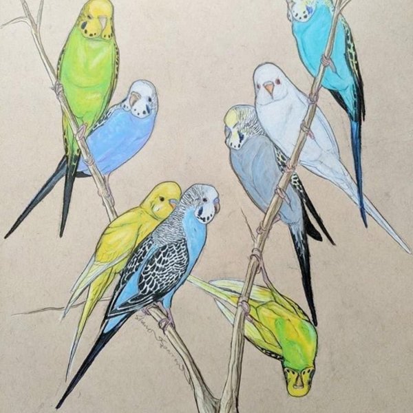 Волнистый попугай цветными карандашами