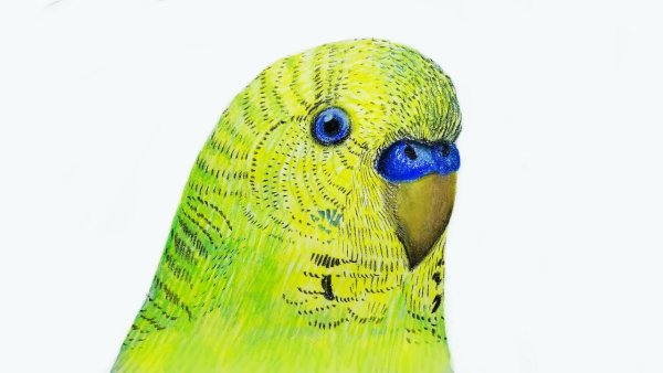 Рисовать волнистого попугая