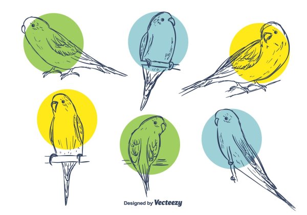 Волнистый попугай вектор