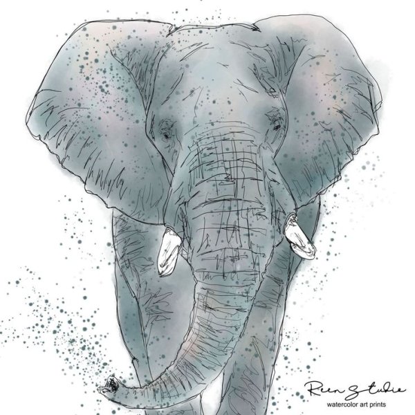 Слон маркерами