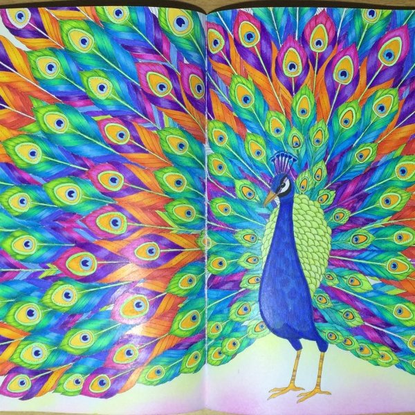 Павлин цветными карандашами
