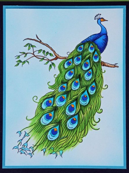 Павлин рисунок маркерами