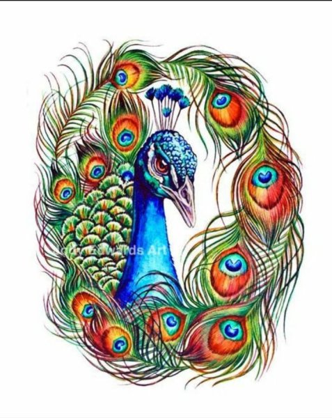 Павлин скетчинг