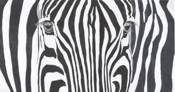 Орнамент Зебра с узоры