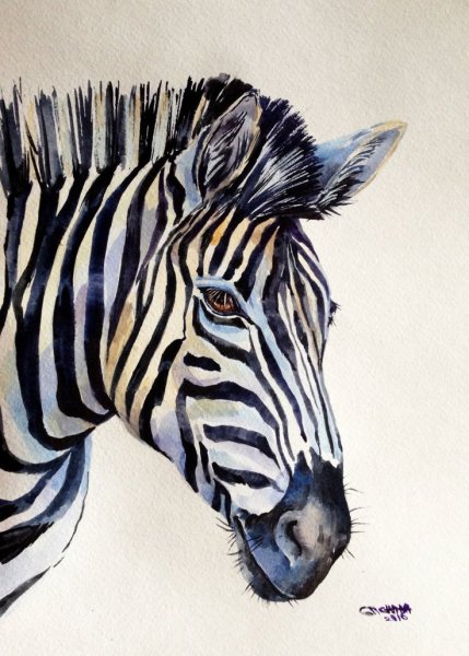 Разноцветная Зебра