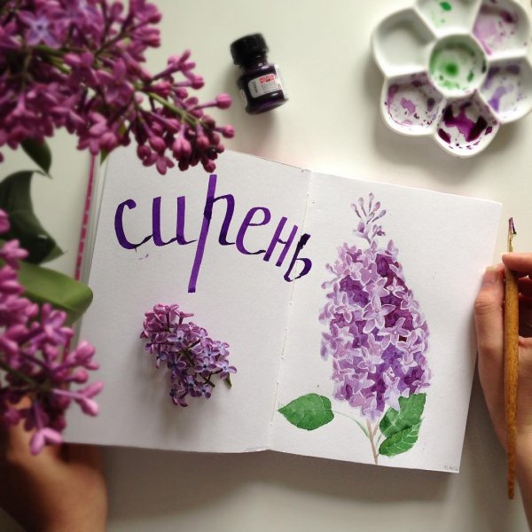 Скетчинг сирень