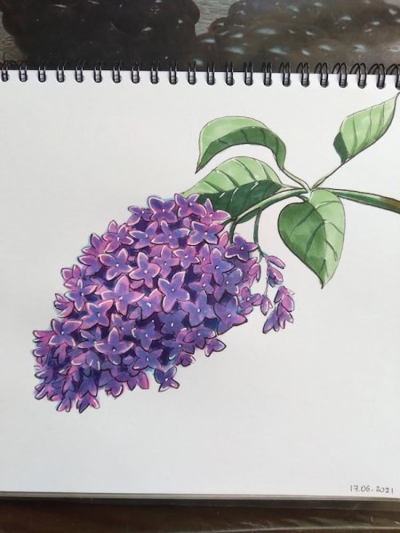 Сирень маркерами