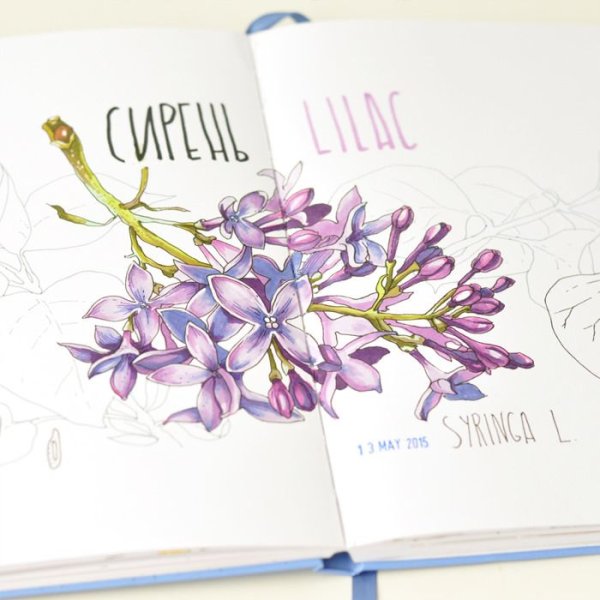 Рисунок в скетчбуке сирень