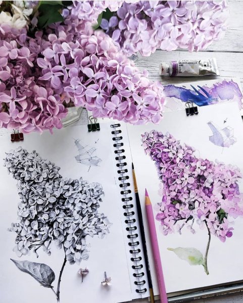 Скетчинг сирень