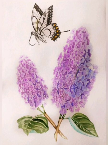 Сирень карандашом