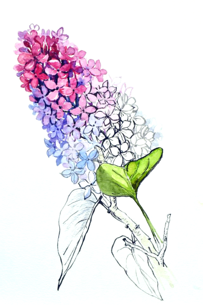 Сирень карандашом