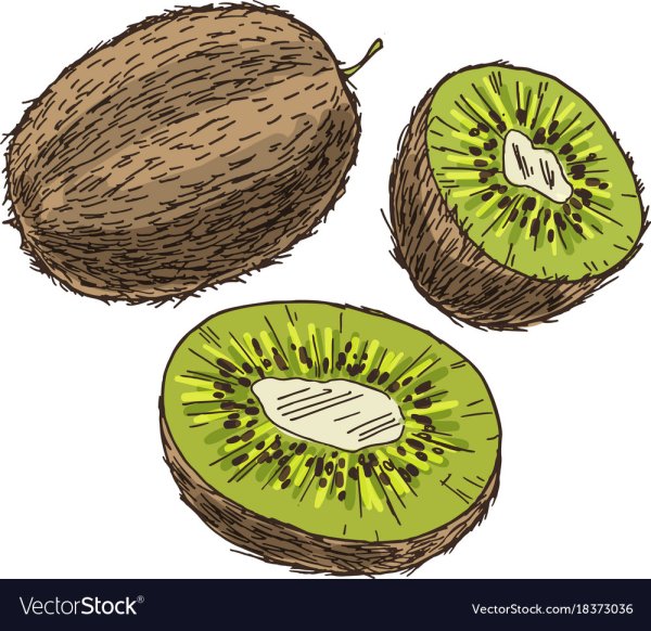 Скетчинг киви