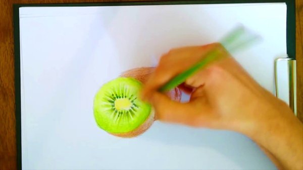 Киви рисунок реалистичный