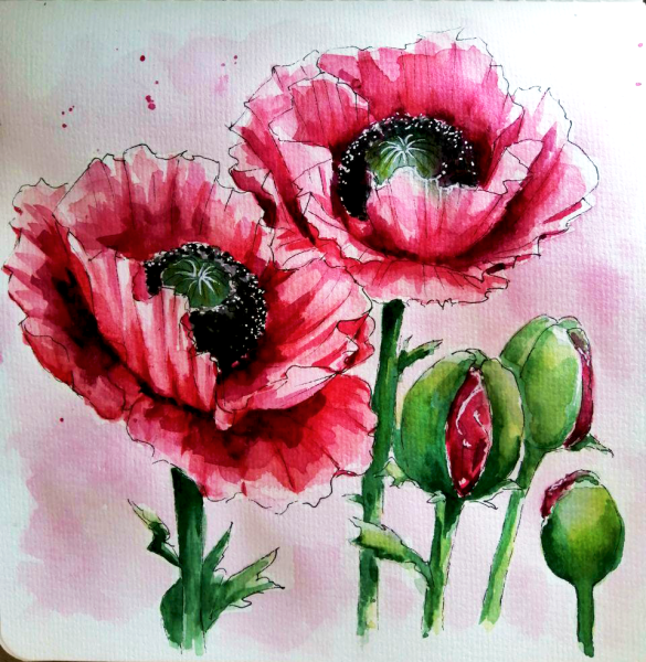 Маки скетч акварель