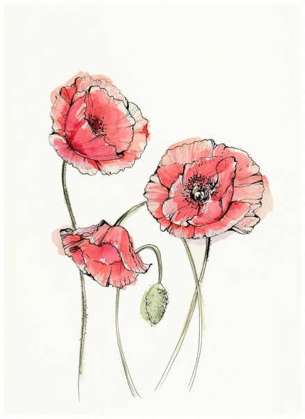 Маки скетчинг маркерами