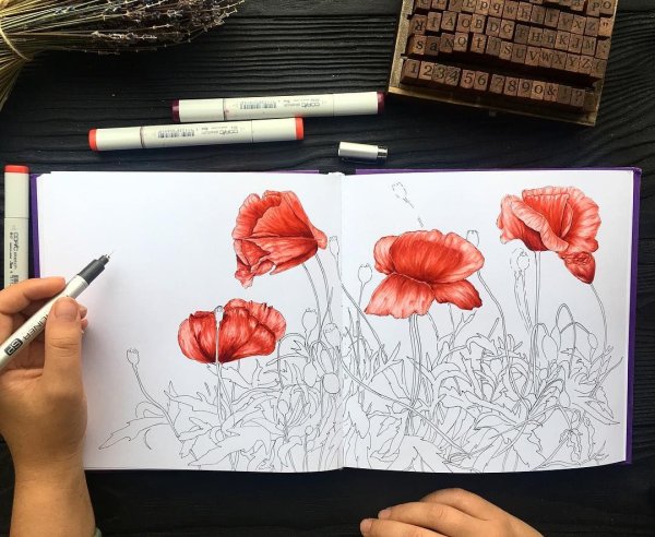 Маки Хасиба