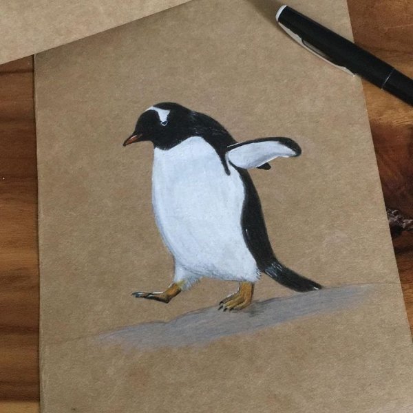 Рисунок пингвина для срисовки