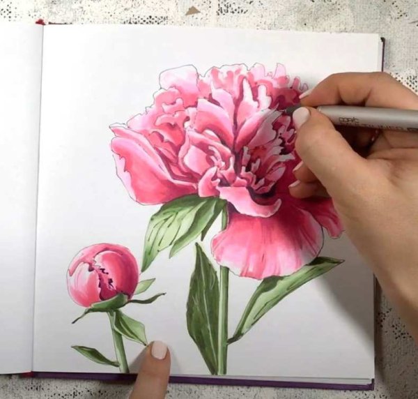 Пионы скетчинг маркерами