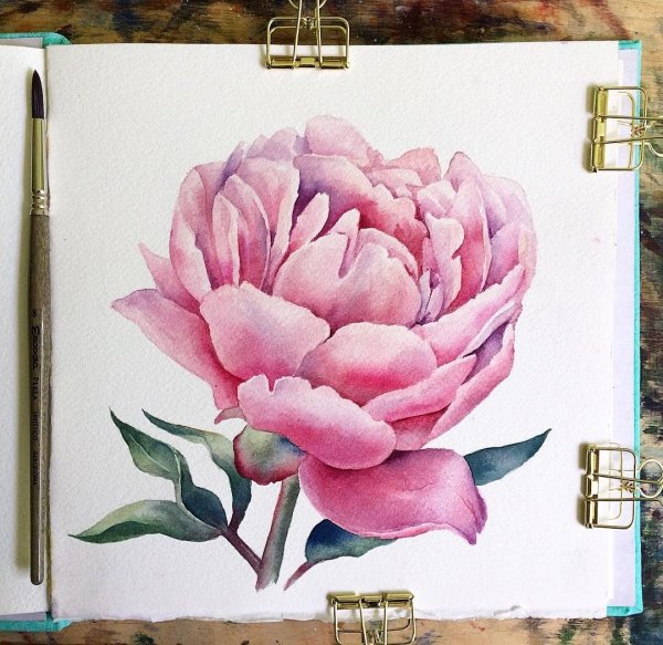 Скетчинг пионы