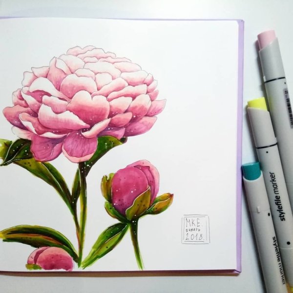 Пион скетч маркерами