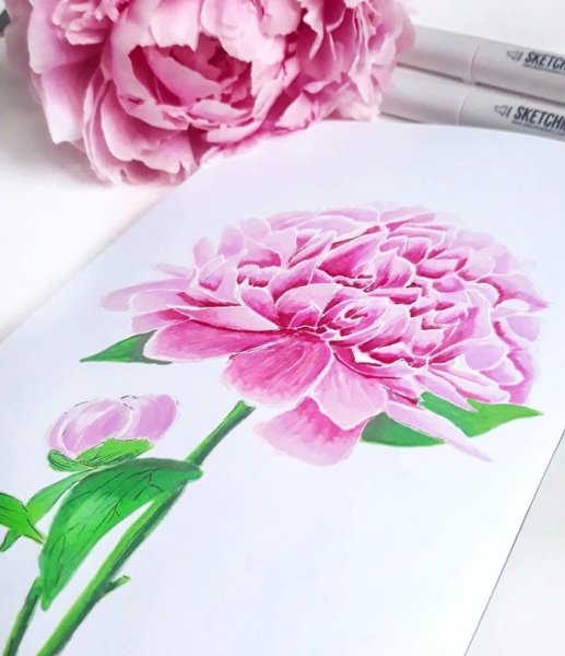 Пион скетч маркерами