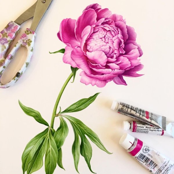 Karen Kluglein Ботаническая иллюстрация