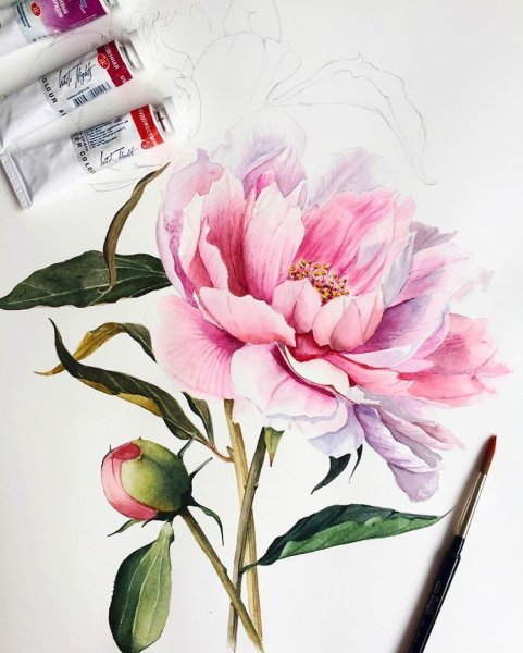 Пионы скетчинг акварель