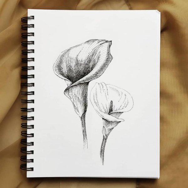 Цветы рисунок карандашом