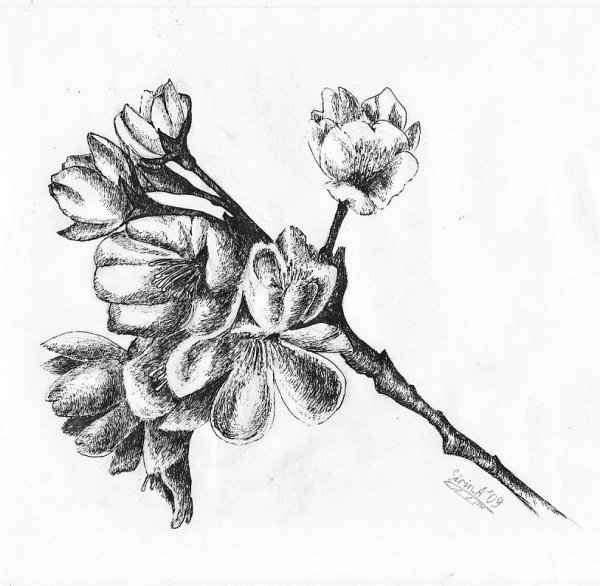 Рисование цветка черной гелевой ручкой