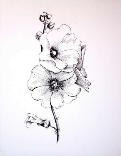 Красивый цветок черной ручкой