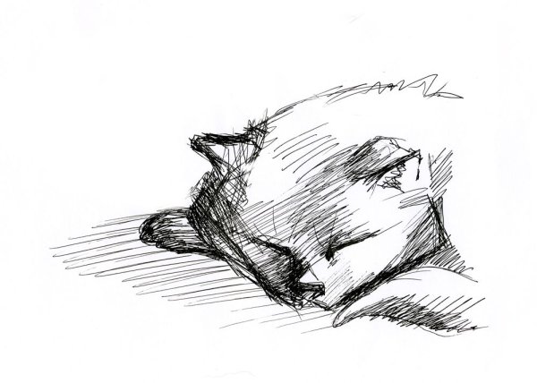 Зарисовки животных карандашом