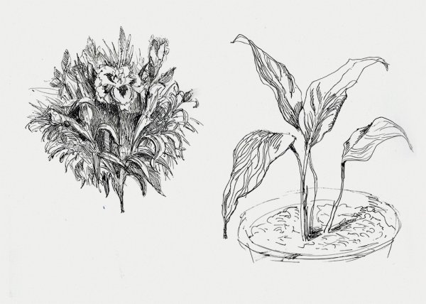 Наброски растений
