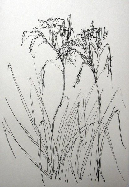Растения карандашом