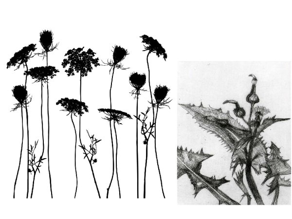 Растения в графике