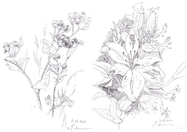 Зарисовки растений