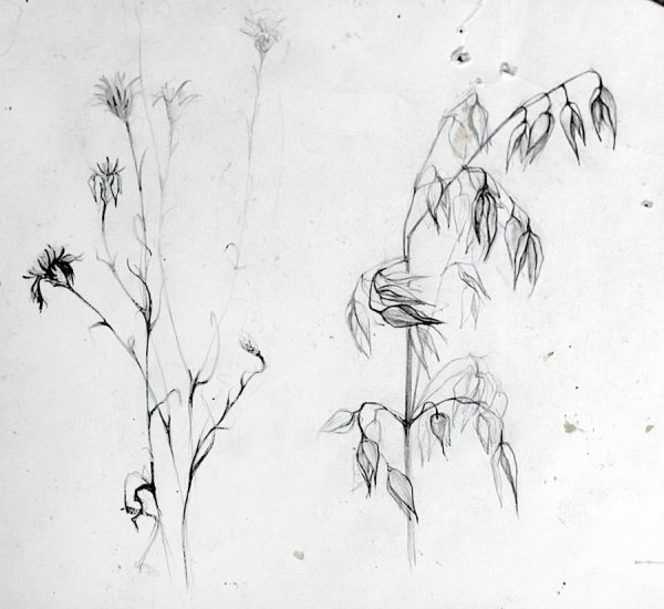 Зарисовки растений пленэр