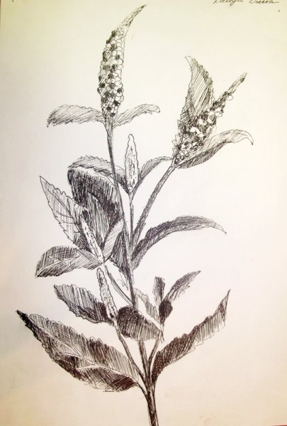 Колыхание травы на ветру