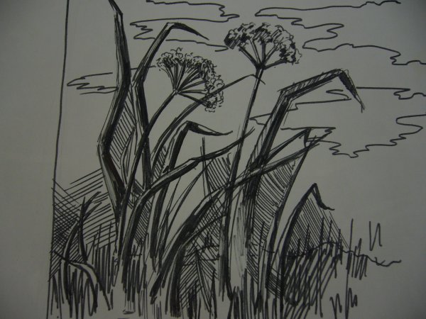 Зарисовки трав и цветов