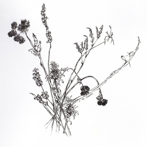 Графические зарисовки трав