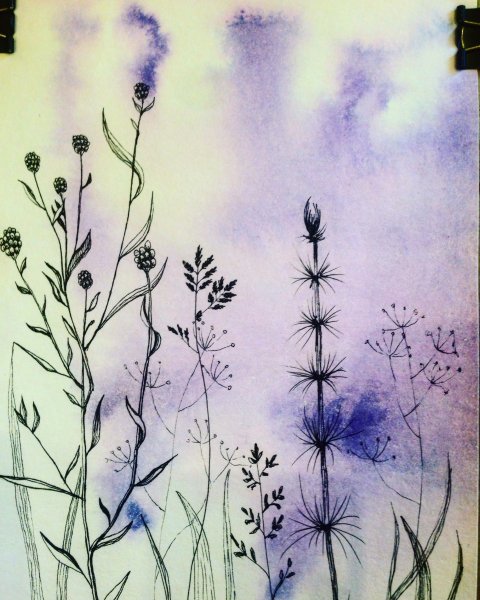 Зарисовки трав и цветов