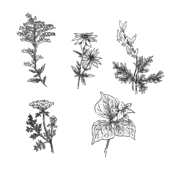 Зарисовки растений пленэр