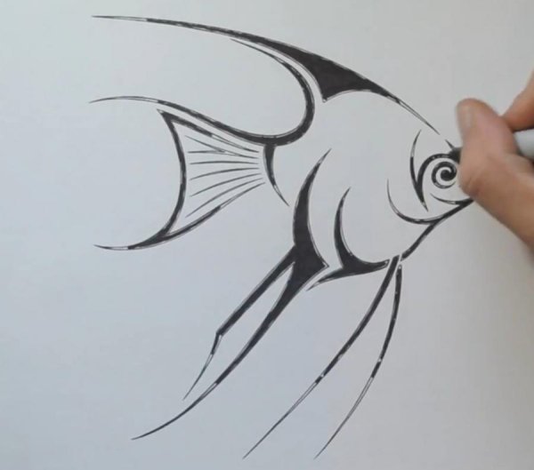 Скалярия рыба тату