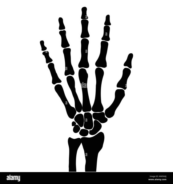 Эскиз кости на кисти