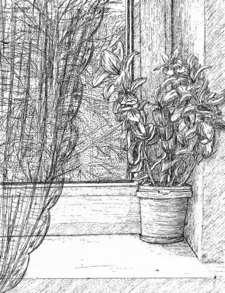Зарисовки комнатных растений