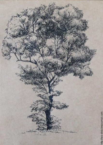 Деревья тушью