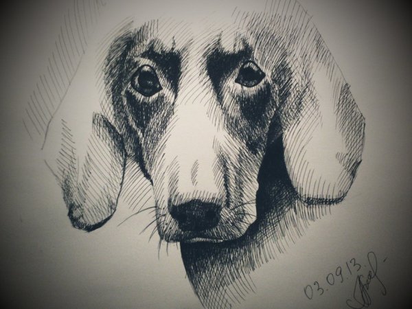 Собака гелевой ручкой