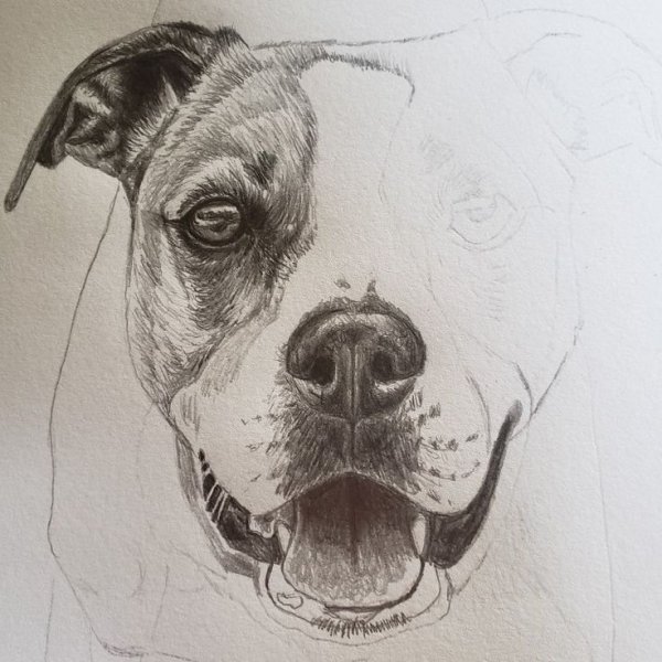 Собака карандашом