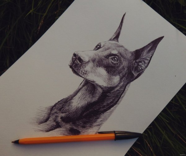 Наброски собак